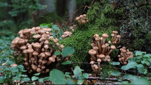 Древний гриб поможет в производстве биотоплива