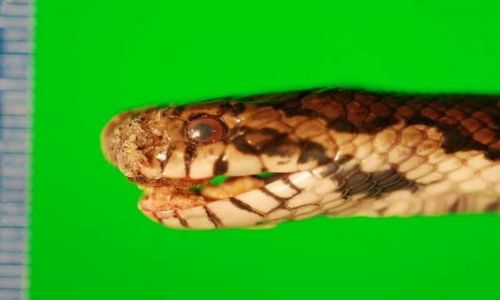 Грибковое заболевание змей может быть глобальной угрозой, предупреждают ученые