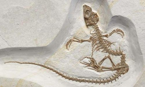 Обнаружены окаменелости перехода древней рептилии от жизни на суше в море