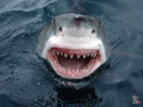У человека зубы тверже, чем у акулы