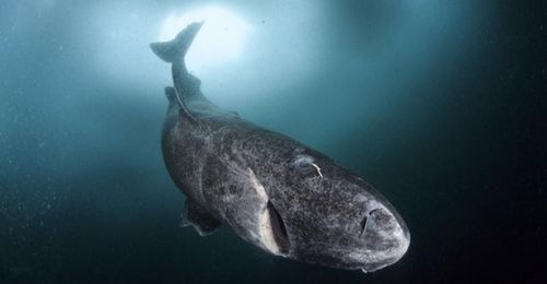 Ученые нашли доказательства общего предка у людей и акул