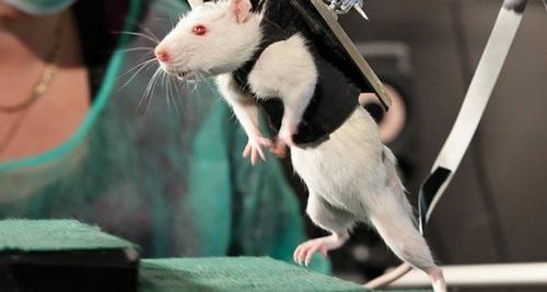 Ученые «научили» ходить парализованную мышь