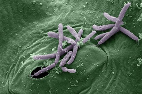 Учеными обнаружены тысячи новых видов микроорганизмов